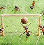 Image result for Foot Stepping Ant