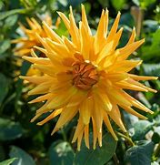 Image result for Dahlia Gold