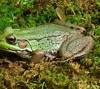 Image result for Real Frog