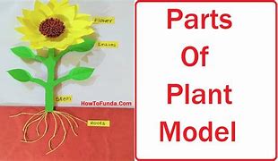 Image result for Make a Plant Model