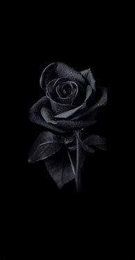 Image result for Black Rose iPhone Wallpaper