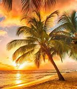 Image result for Beautiful Beach Sunset with Palm Trees