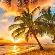 Image result for Summer Palm Tree Beach