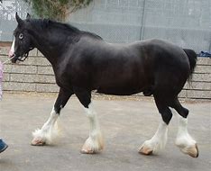 Image result for Belgian Horse