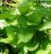 Image result for Edible Houseplants