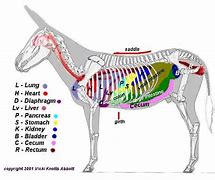 Image result for Donkey Anatomy