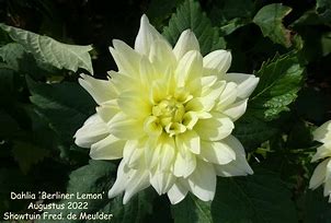 Image result for Dahlia Berliner Lemon