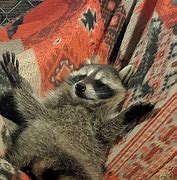 Image result for Raccoon Meme Template