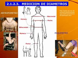 Image result for antropometr�a