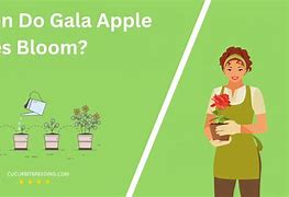 Image result for Gala Apple Tree Bloom