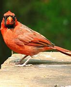 Image result for Big Red Bird