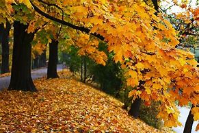 Image result for Couleur Nature