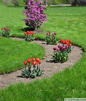 Image result for Ideas for Tulip Beds