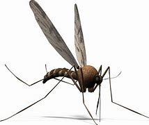 Image result for mosquito
