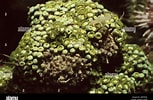 Afbeeldingsresultaten voor "Zoanthus Pulchellus". Grootte: 153 x 100. Bron: www.alamy.com