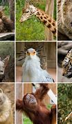 Image result for Wildlife Zoo Animals