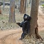 Image result for Sloth Bear of Mysore