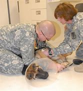 Image result for Veterinary Services