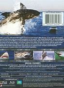 Image result for Great White Shark DVD