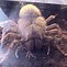 Image result for What Is the Biggest Type of Spider