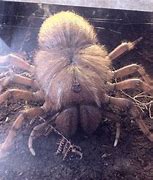 Image result for World Biggest Spider Ever Caught