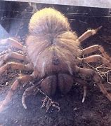 Image result for Biggest Spider Found