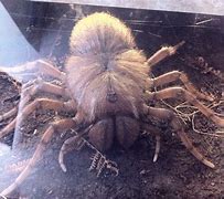 Image result for Biggest Spider to Exist