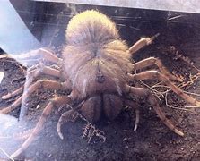 Image result for What Is the Biggest Spider Ever to Live