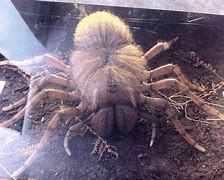 Image result for World's Biggest Spider Ever Seen