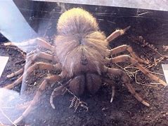 Image result for The Biggest Spider to Ever Walk This Earth