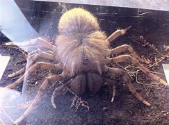 Image result for Biggest Live Spider in the World