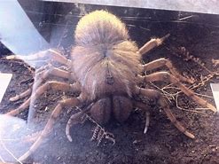 Image result for What Is the Biggest Type of Spider