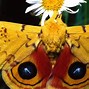 Image result for "io-moth"