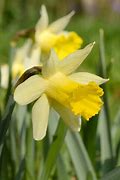 Image result for Narcissus Topolino