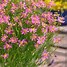 Image result for Coreopsis rosea American Dream