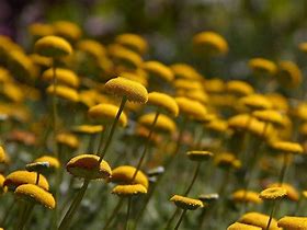 Image result for Yellow Button Flowers