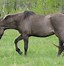 Image result for Sorraia Horse Breed
