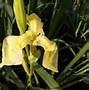 Image result for Iris sibirica Papillon