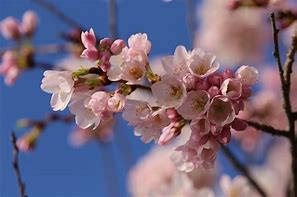 Cherry Blossoms 的图像结果