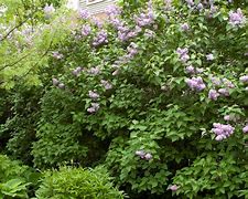 Image result for Common Purple Lilac
