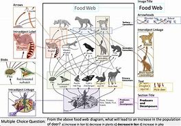 Image result for Examples of Annotated Scientific Diagram