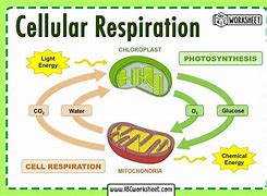 Image result for Cellular Respiration Process