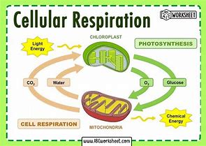 Image result for Cellular Respiration Explanation