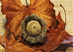 Image result for Acorn Shooting Memes