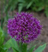 Image result for Canynon Purple S