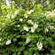 Image result for Hydrangea querc. Snowflake