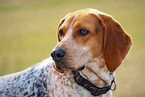 Image result for Coon Treed by Hound Dog