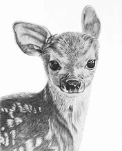 Image result for Deer Drawing