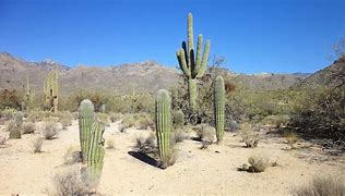 Image result for Arizona Desert Cactus Landscape