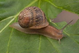 Image result for Brown Garden Snail
